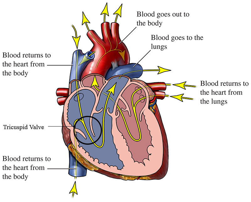 flujo sanguíneo de un corazón sano con la válvula tricúspide resaltada
