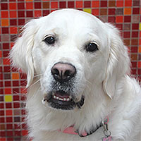 Close up of our volunteer dog Lily