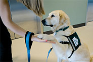 perro ayuda a los pacientes a recuperarse