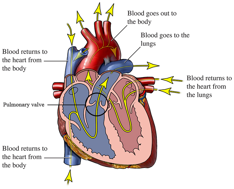 flujo sanguíneo de un corazón sano con válvula pulmonar rodeada con un círculo