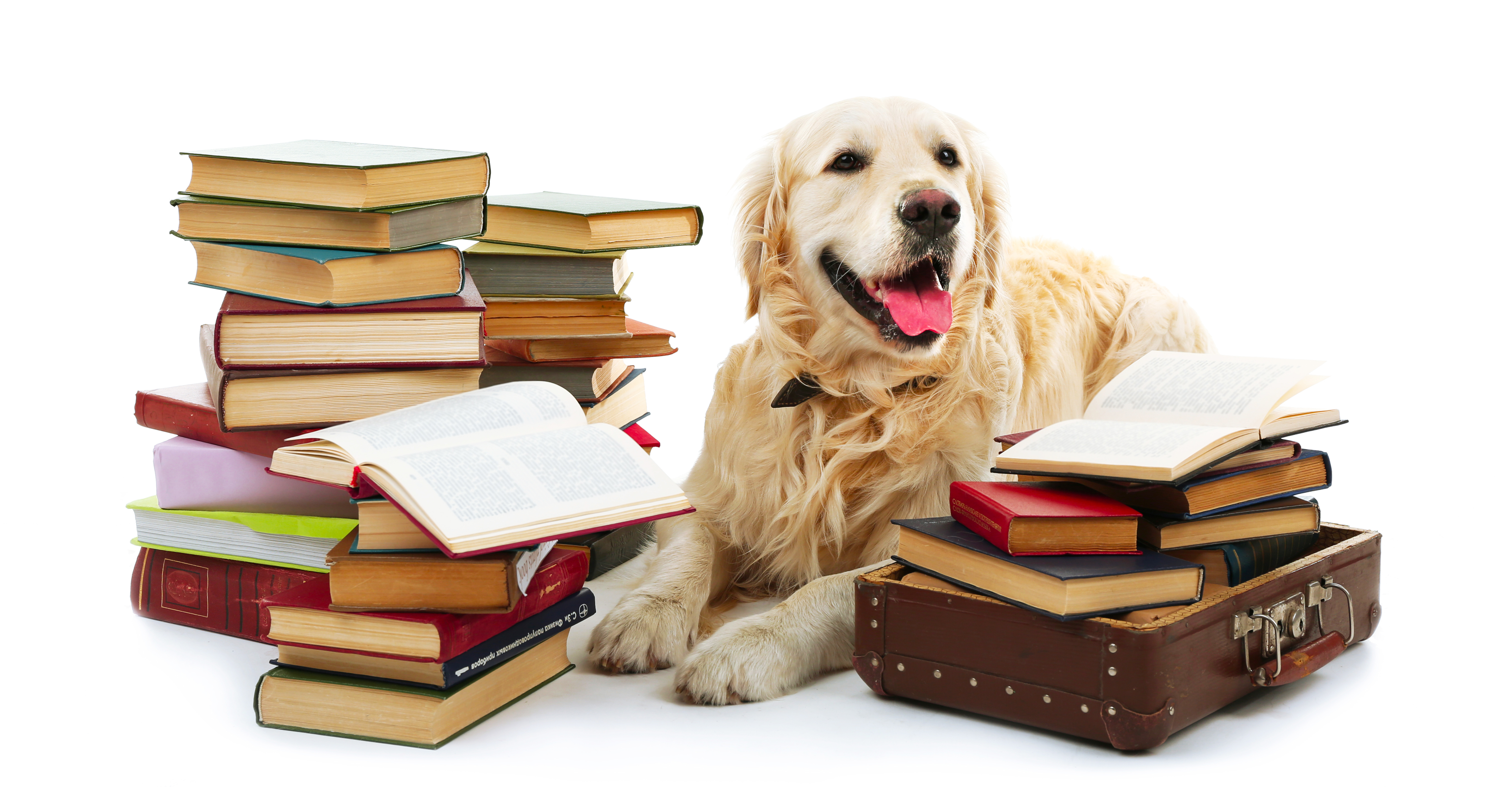Labrador color habano acostado en el suelo con libros de biblioteca a su alrededor.