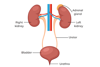 Urinary system - Children's Health