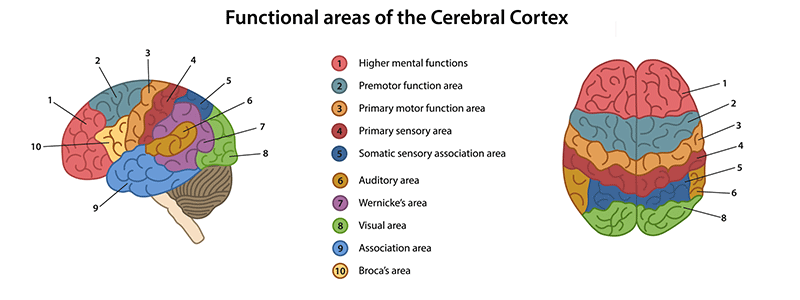 Pediatric malformations of cortical development (MCD) Cerebral Cortex - Children's Health